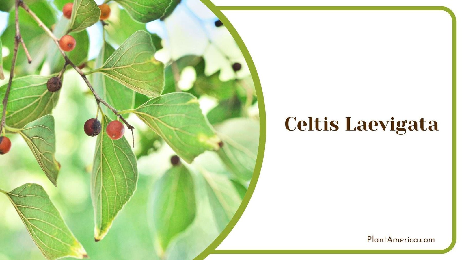 Celtis Laevigata Elliptical Leaves PlantAmerica