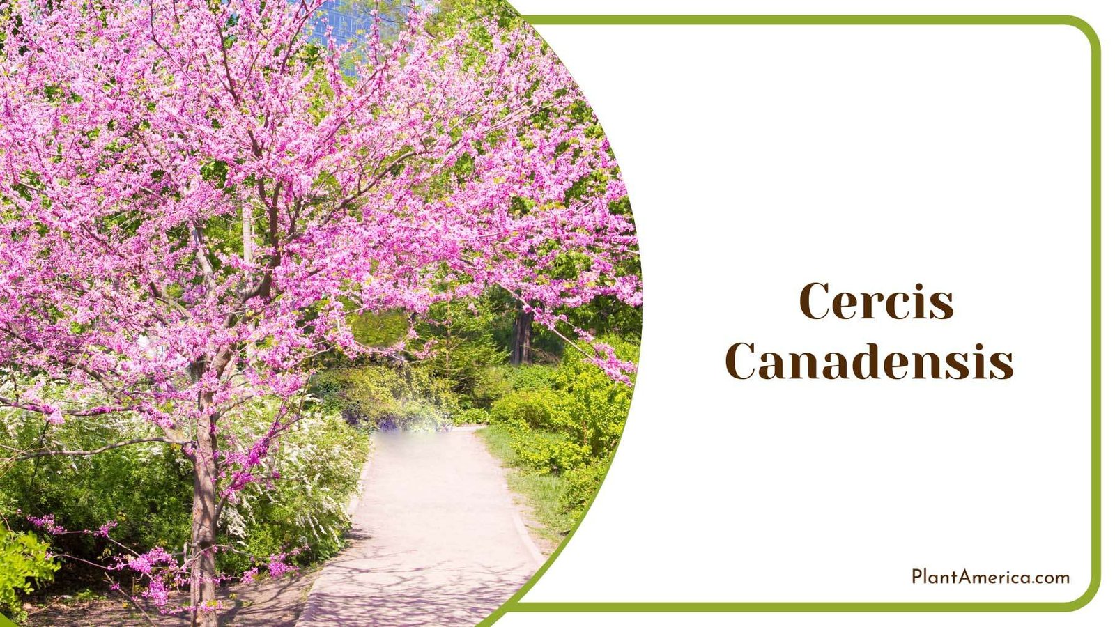 Cercis Canadensis In The Park Plant America