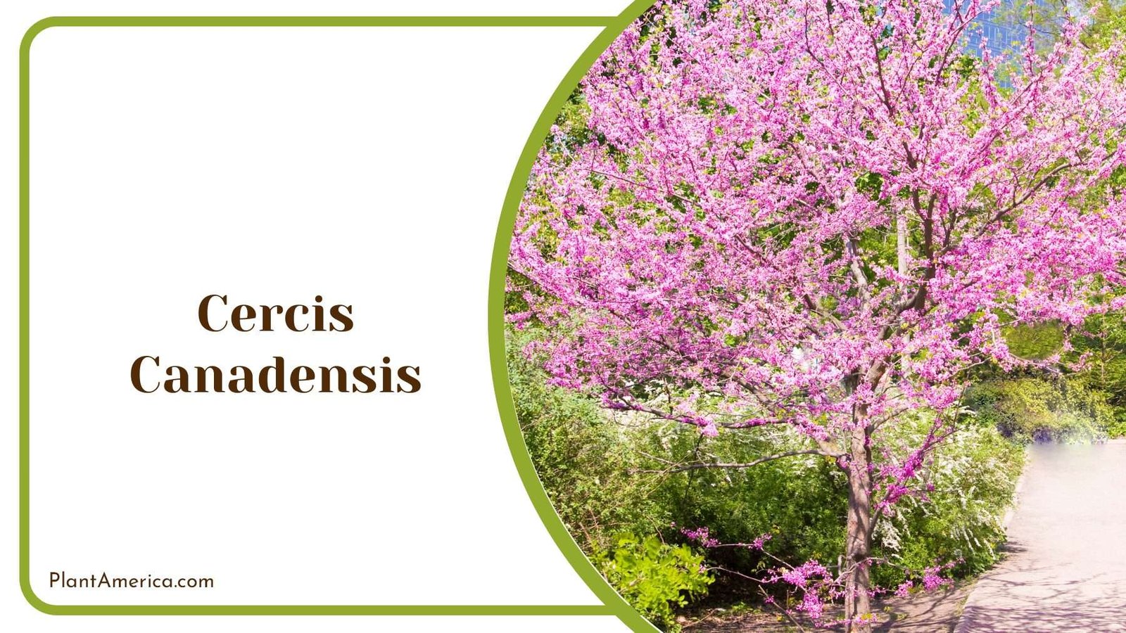 Cercis Canadensis Small PlantAmerica