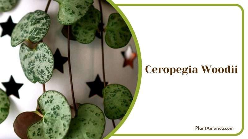 Ceropegia Woodii Called String of Hearts Plant America