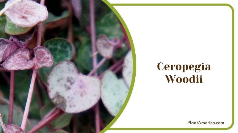 Ceropegia Woodii Plant Plant America