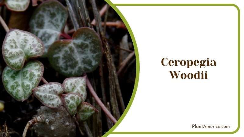 Ceropegia Woodii String of Hearts Plant America