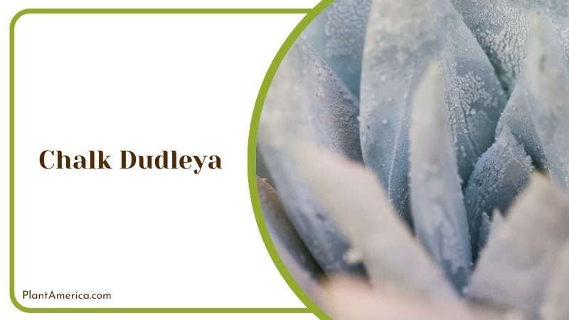 Chalk Dudleya Plants Plant America