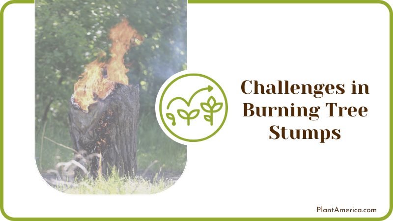 Challenges in Burning Tree Stumps Plant America