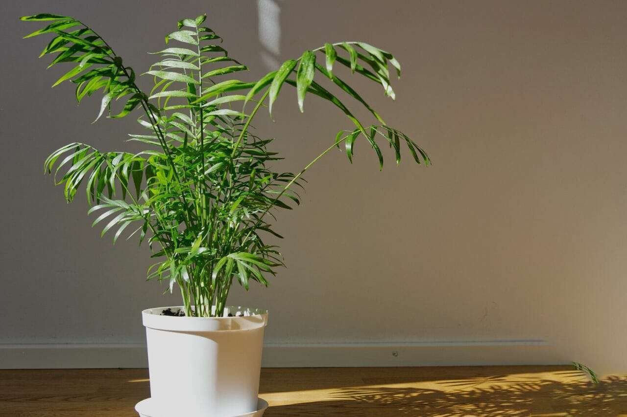 Chamaedorea Elegans Parlor Palm Plant America
