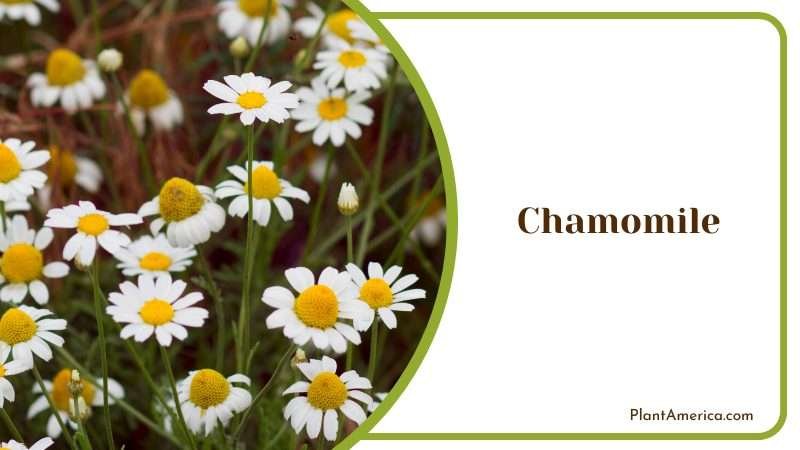 Chamomile Plants Growing Together Plant America