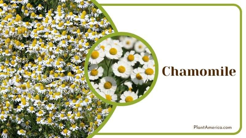 Chamomile daisy like flowers Plant America Chamomile daisy like flowers Plant America
