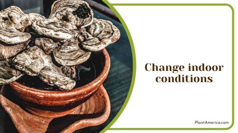 Change Indoor Conditions for Plants Plant America Change Indoor Conditions for Plants Plant America