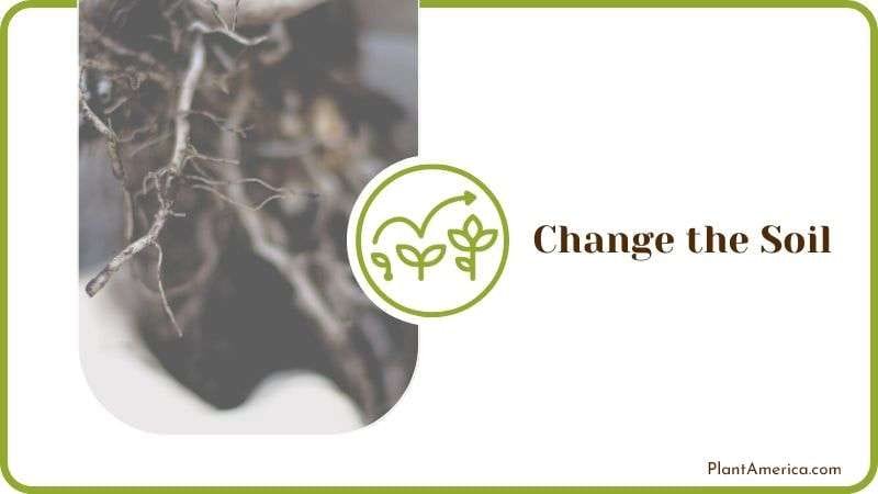 Changing Soil for Bamboo Plant Plantamerica