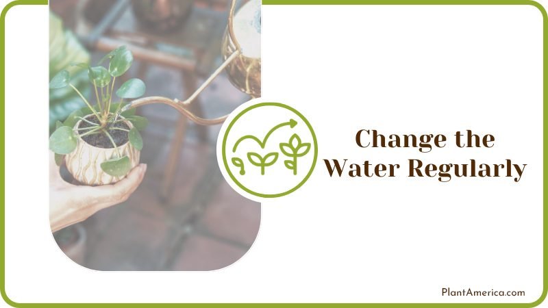 Changing the Water Regularly Plant America