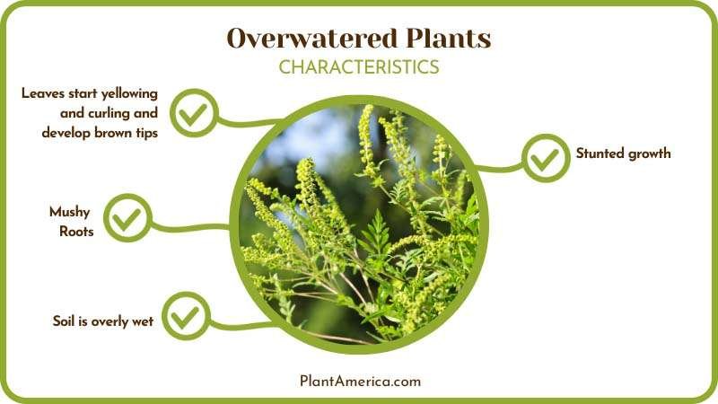 Characteristics of Overwatered Plants Plant America
