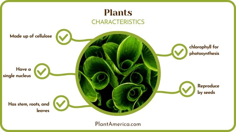 Characteristics of Plants Plant America