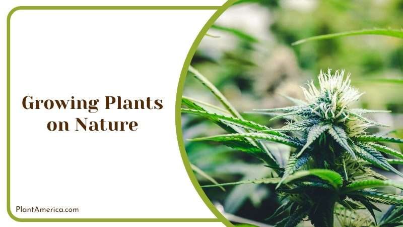 Characteristics of Sabal Palm Plant America