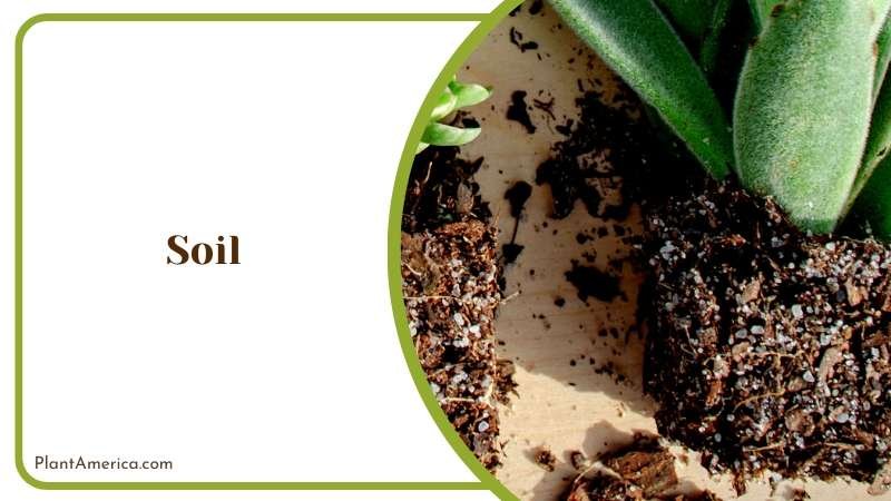 Charm of This Succulent Plant Plant America