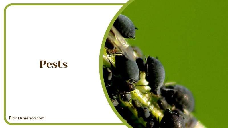 Charm of the Strausii Cleistocactus Plant America