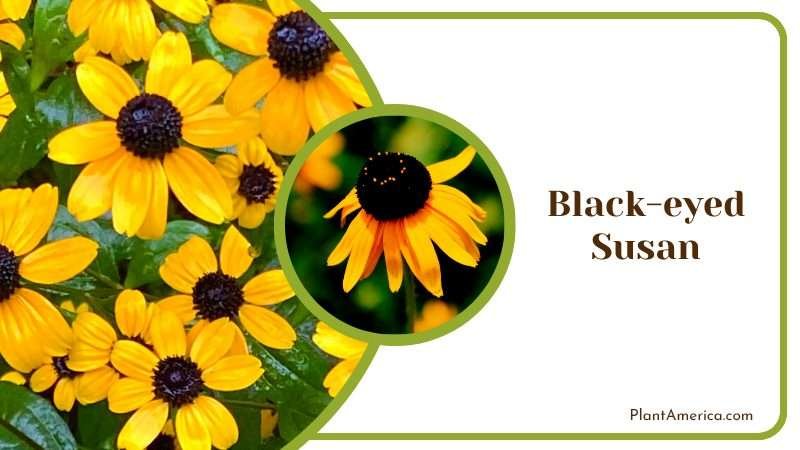 Charming Black Eyed Susan Plant America
