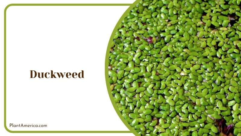 Charming Duckweed Floaters Plant America