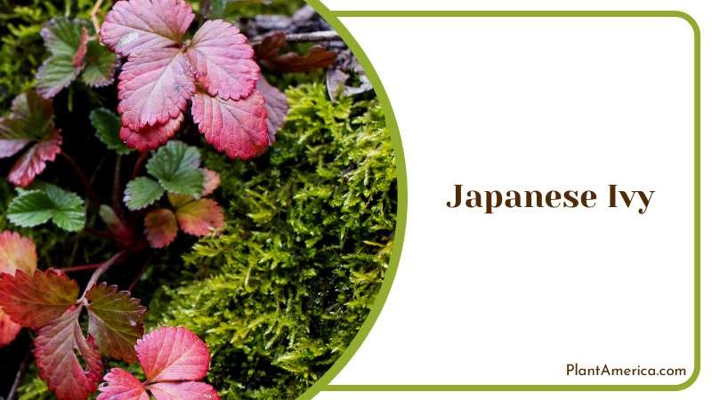 Charming Japanese Ivy Species Plant America
