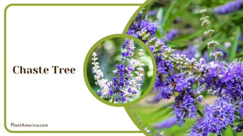 Chaste Tree Blossoms Plant America
