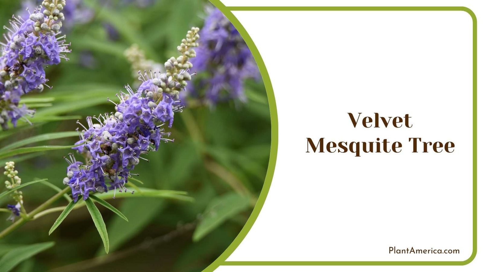 Chaste Tree Flower Plant America 1