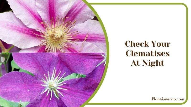 Check Your Clematises at Night Plant America