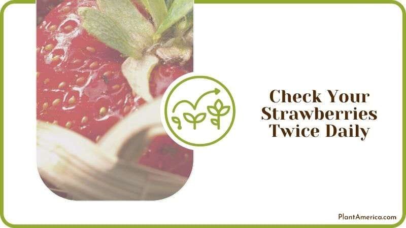 Check Your Strawberries Twice Daily Plant America