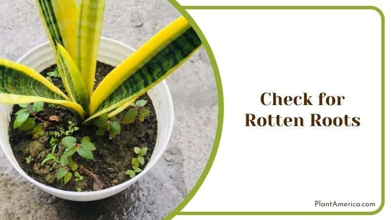 Check for Rotten Roots Plant America