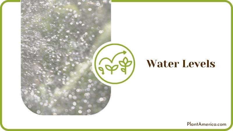 Check for Water Levels Plant America