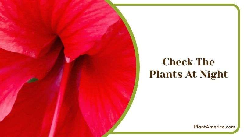 Check the Plants at Night Plant America Check the Plants at Night Plant America
