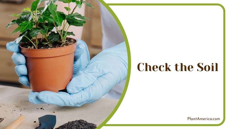 Check the Soil moist or dry Plant America Check the Soil moist or dry Plant America