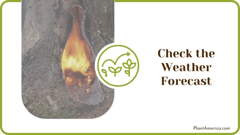 Check the Weather Forecast for Burning Plant America