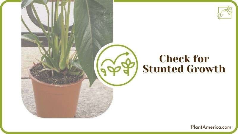 Humayun How to Content IMAGE Checking Anthurium for Stunted