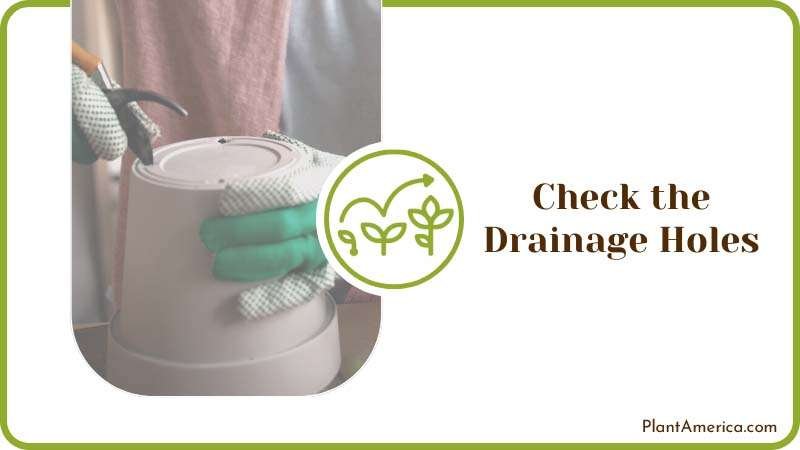 Checking Drainage Holes of Pot Plant America