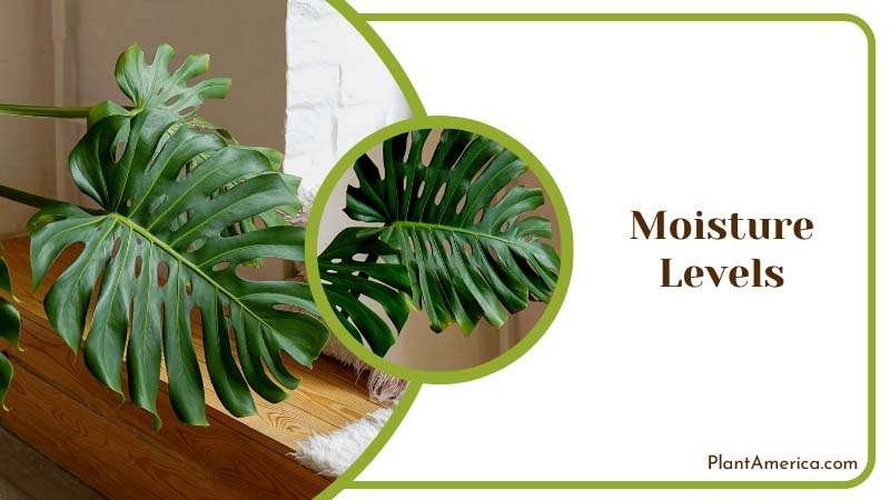 Checking Moisture Levels ~ PlantAmerica