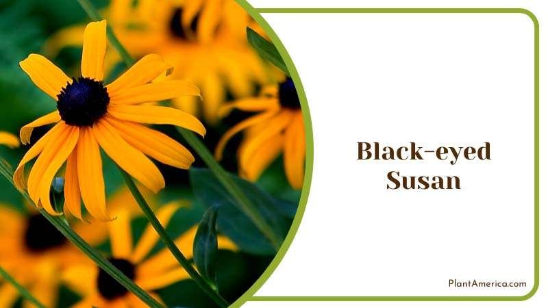 Cheerful Black Eyed Susan Plant America