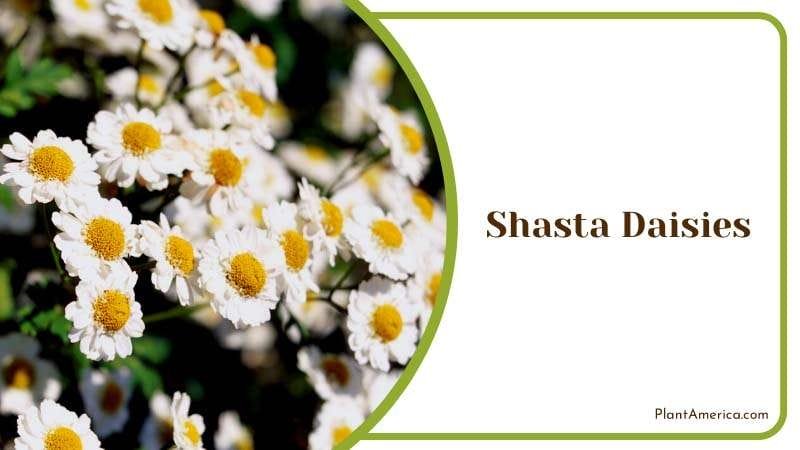 Cheerful Charm of Shasta Daisies Plant America