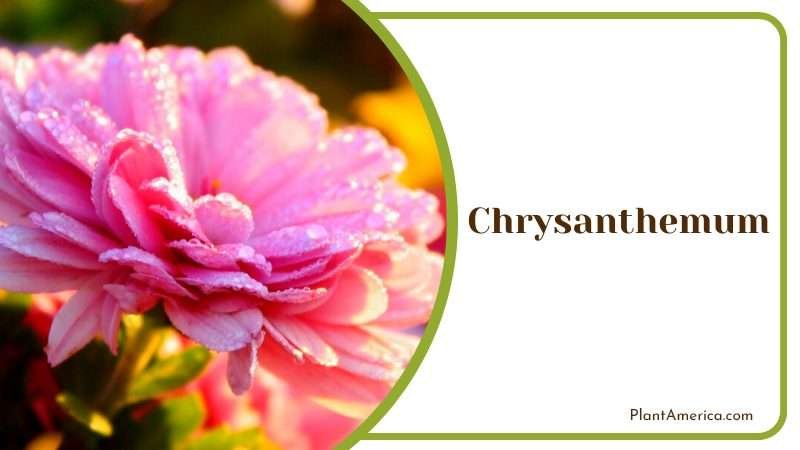 Cheerful Chrysanthemum Plant America