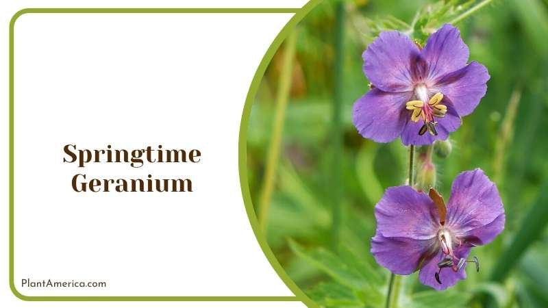 Cheerful Springtime Geraniums Plant America