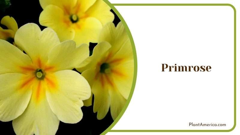 Cheerful and Gorgeous Primrose Plant America