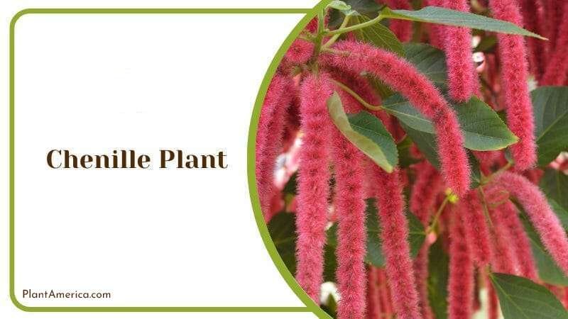 Chenille Plant PlantAmerica 1