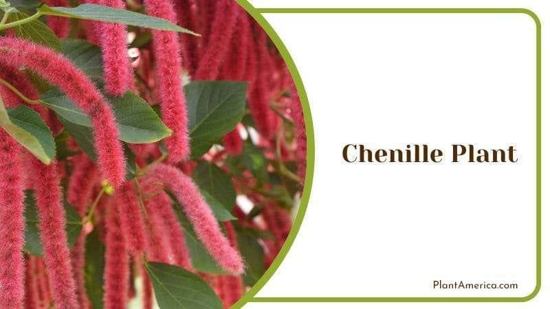 Chenille Plant PlantAmerica