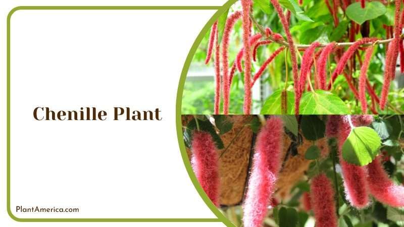 Chenille Plant with Red Caterpillar Like Flowers Plant America