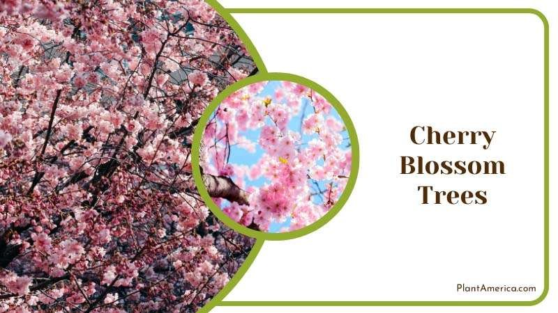 Cherry Blossom Trees with Cherries Plant America