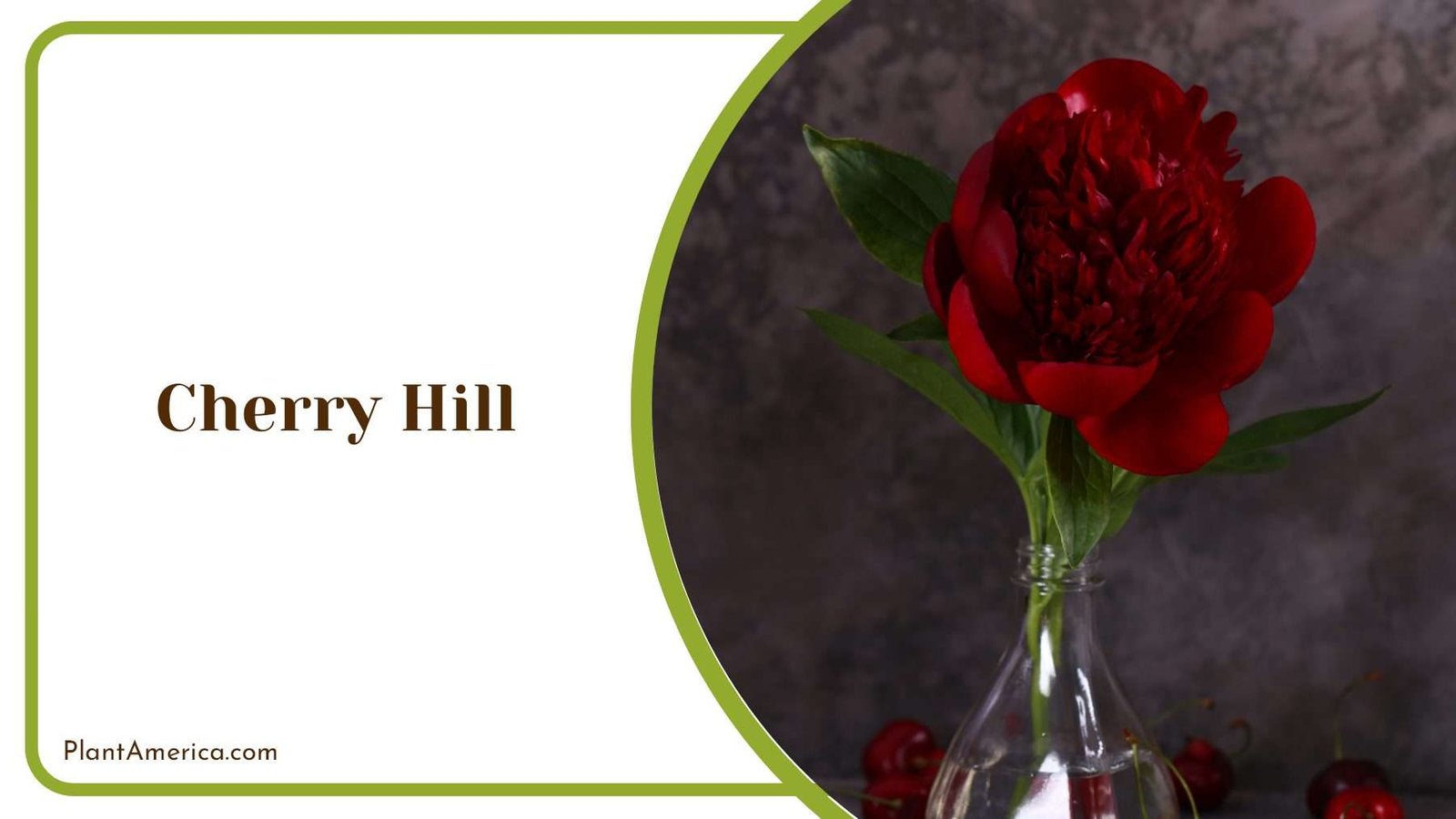Cherry Hill In A Pot Plant America