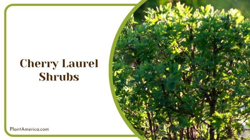 Cherry Laurel Hedge Plants Plant America