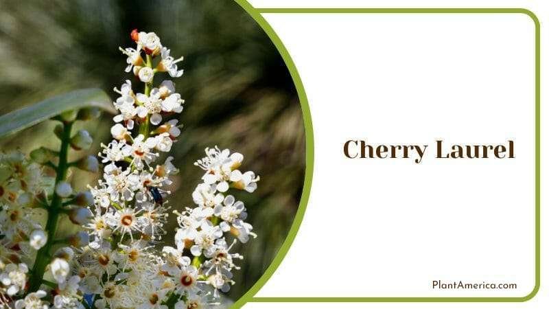 Cherry Laurel Plant America