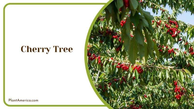 Cherry Tree Plant America
