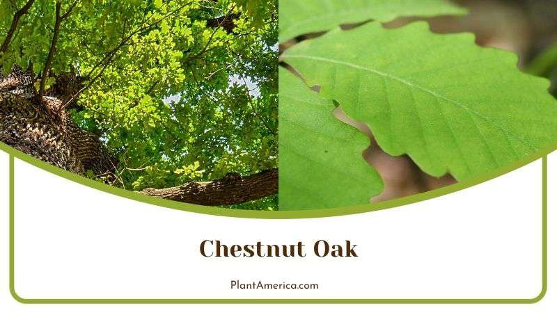 Chestnut Oak Plant America