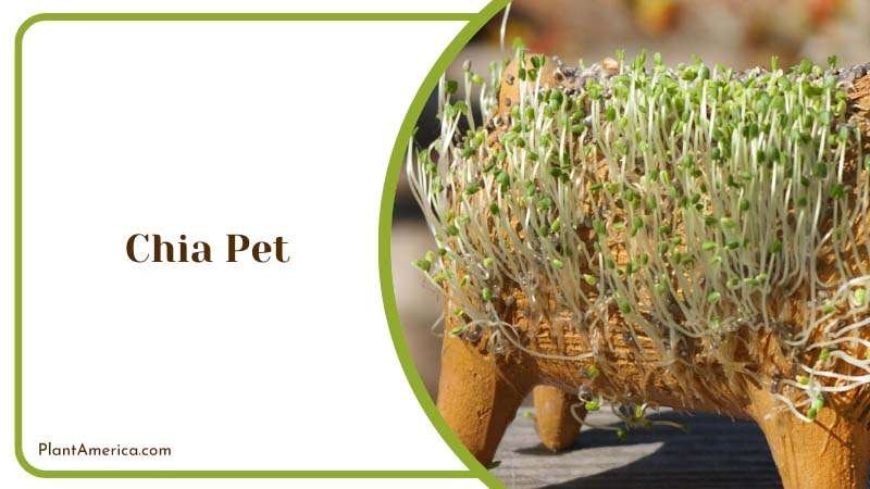 Chia Pet delightful plant Plant America Chia Pet delightful plant Plant America