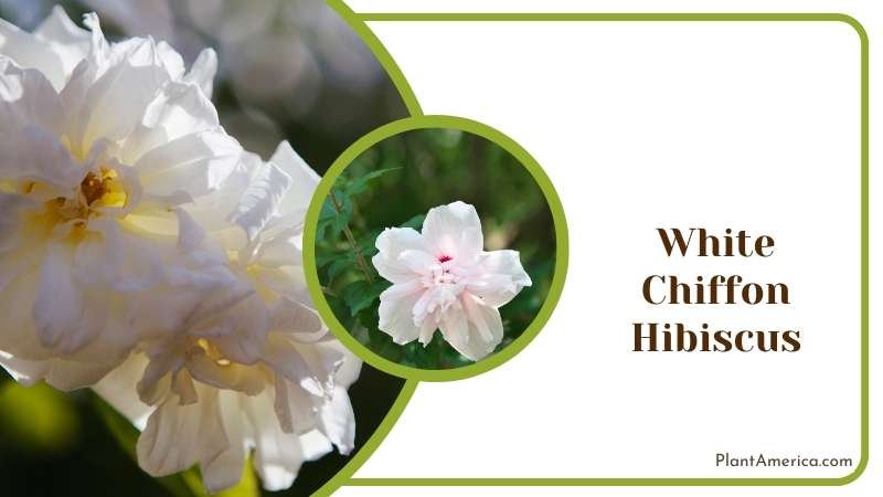 Chiffon Hibiscus On Nature Plant America Chiffon Hibiscus On Nature Plant America
